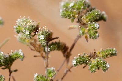Eremocarya micrantha, photographed by Cecelia Alexander