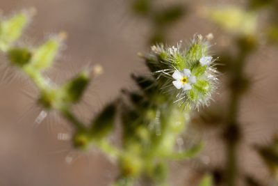 Cryptantha crassisepala, photographed by Cecelia Alexander