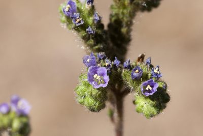 Phacelia coerulea, photographed by Cecelia Alexander