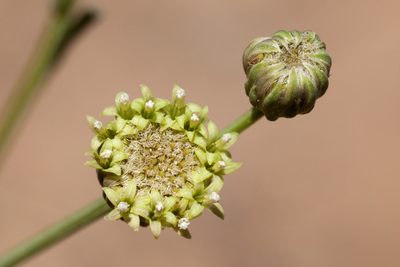 Baccharis wrightii, photographed by Cecelia Alexander