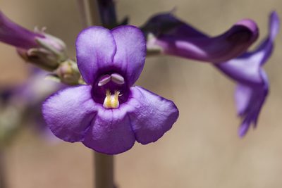 Penstemon fendleri, photographed by Cecelia Alexander