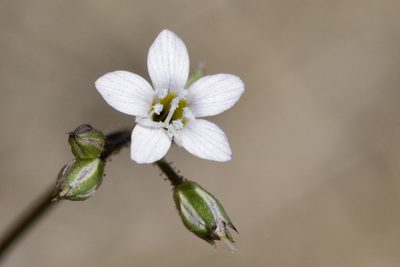 Gilia mexicana, photographed by Cecelia Alexander