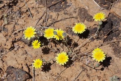 Malacothrix fendleri, photographed by Cecelia Alexander