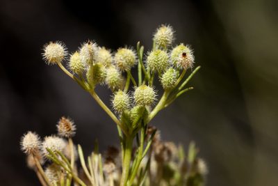 Spermolepis lateriflora, photographed by Cecelia Alexander