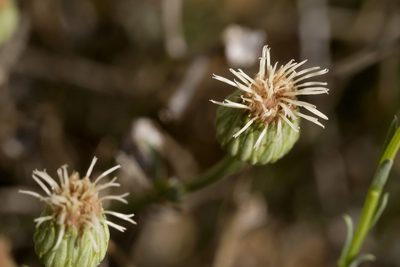Baccharis wrightii, photographed by Cecelia Alexander