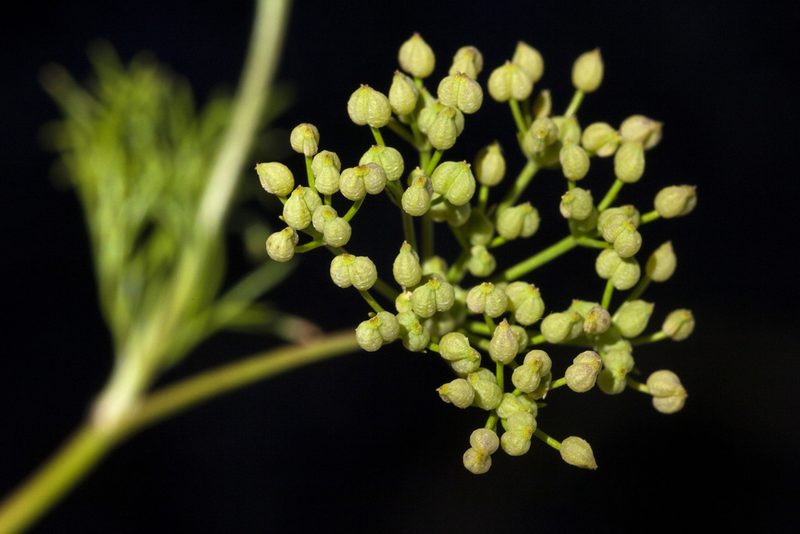 Spermolepis organensis, photographed by Cecelia Alexander