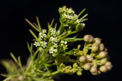 Spermolepis organensis, photographed by Cecelia Alexander