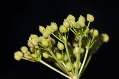 Spermolepis organensis, photographed by Cecelia Alexander