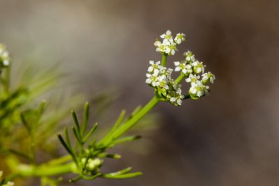 Spermolepis organensis, photographed by Cecelia Alexander