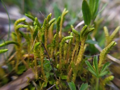 Selaginella helvetica, photographed by carnifex