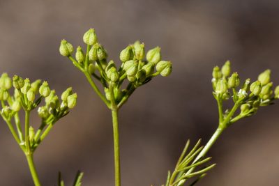 Spermolepis organensis, photographed by Cecelia Alexander