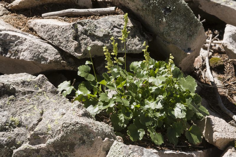 Heuchera woodsiaphila, photographed by Cecelia Alexander