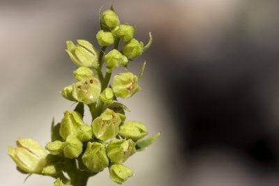 Heuchera woodsiaphila, photographed by Cecelia Alexander