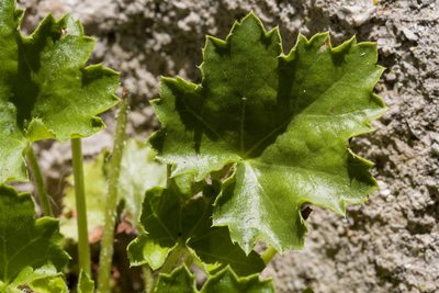 Heuchera woodsiaphila, photographed by Cecelia Alexander