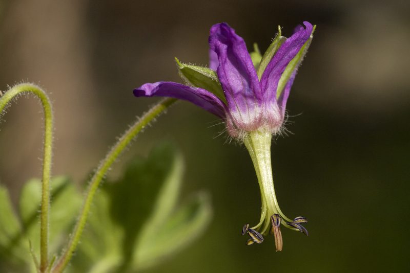 Geranium dodecatheoides, photographed by Cecelia Alexander