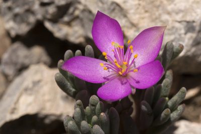Phemeranthus brevicaulis, photographed by Cecelia Alexander
