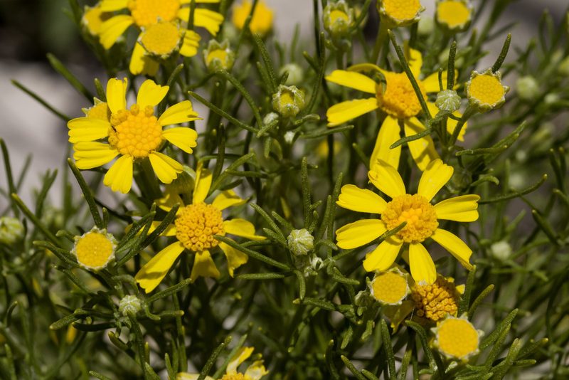 Hymenoxys brachyactis, photographed by Cecelia Alexander