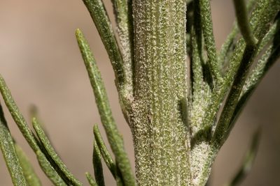 Hymenoxys brachyactis, photographed by Cecelia Alexander