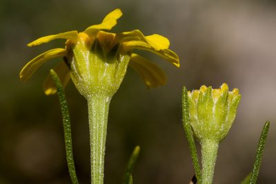 Hymenoxys brachyactis, photographed by Cecelia Alexander