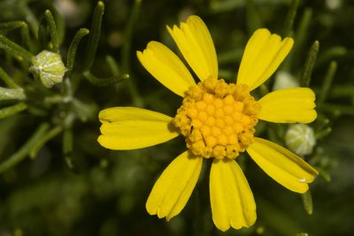 Hymenoxys brachyactis, photographed by Cecelia Alexander