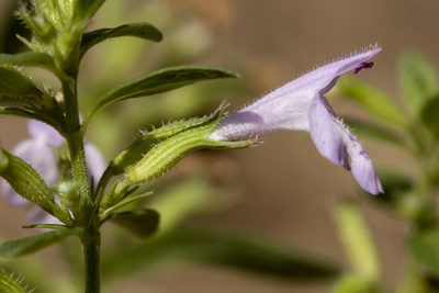 Hedeoma pulcherrima, photographed by Cecelia Alexander