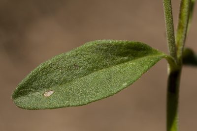 Hedeoma pulcherrima, photographed by Cecelia Alexander