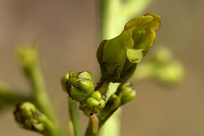 Scrophularia montana, photographed by Cecelia Alexander