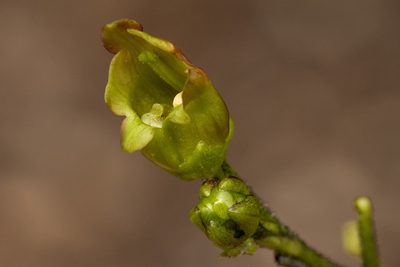 Scrophularia montana, photographed by Cecelia Alexander