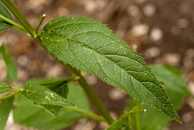 Scrophularia montana, photographed by Cecelia Alexander