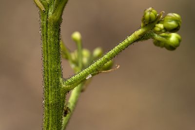 Scrophularia montana, photographed by Cecelia Alexander