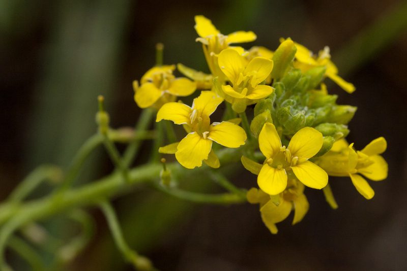 Physaria aurea, photographed by Cecelia Alexander