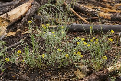 Physaria aurea, photographed by Cecelia Alexander