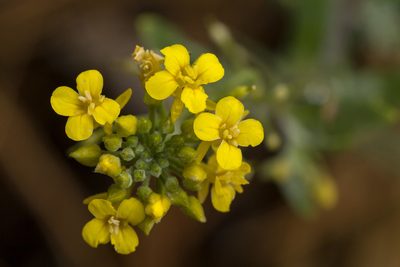 Physaria aurea, photographed by Cecelia Alexander