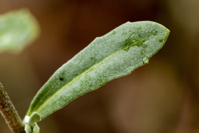 Physaria aurea, photographed by Cecelia Alexander