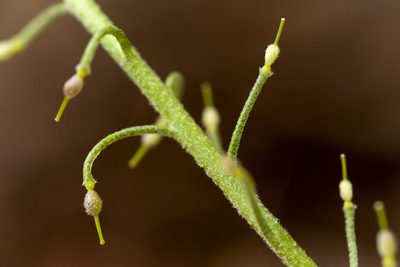 Physaria aurea, photographed by Cecelia Alexander