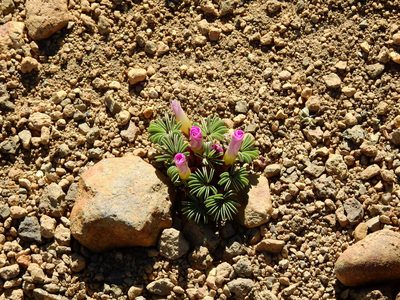 Oxalis adenophylla, photographed by Guillermo Debandi