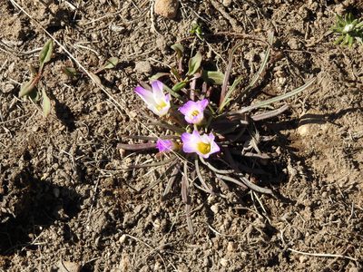 Calandrinia affinis, photographed by Guillermo Debandi