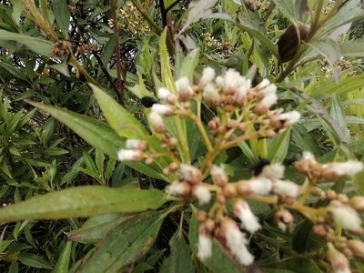 Baccharis latifolia, photographed by GERMAN LEONEL SARMIENTO CRUZ