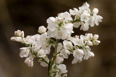 Polygonella americana, photographed by Cecelia Alexander