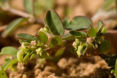Euphorbia geyeri, photographed by Cecelia Alexander