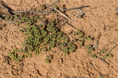 Euphorbia geyeri, photographed by Cecelia Alexander