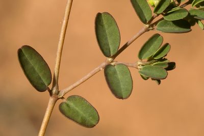 Euphorbia geyeri, photographed by Cecelia Alexander