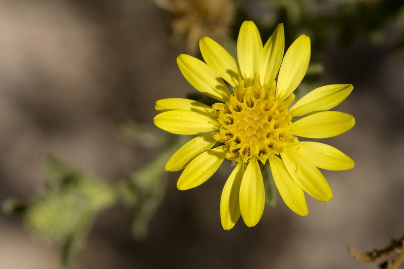Xanthisma viscidum, photographed by Cecelia Alexander