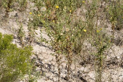 Xanthisma viscidum, photographed by Cecelia Alexander