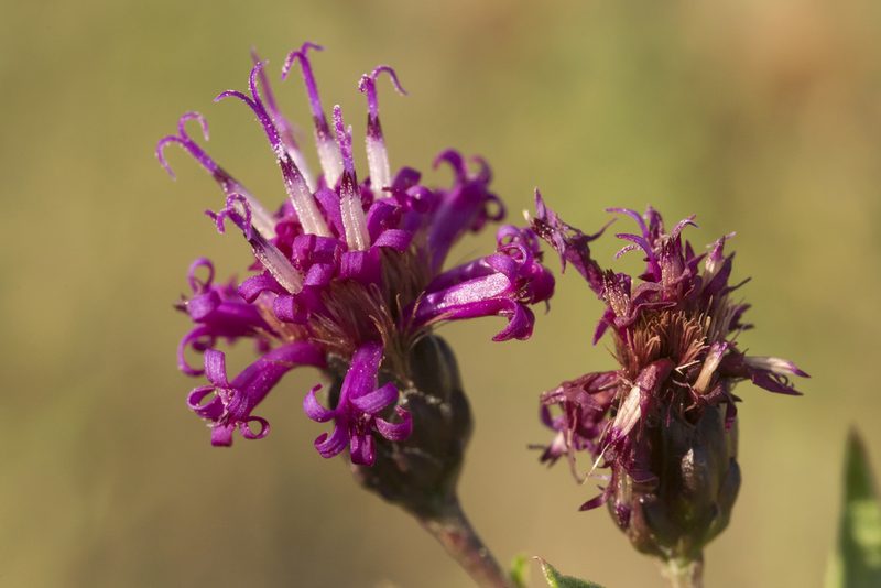 Vernonia marginata, photographed by Cecelia Alexander