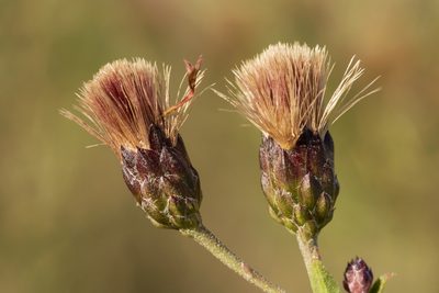 Vernonia marginata, photographed by Cecelia Alexander