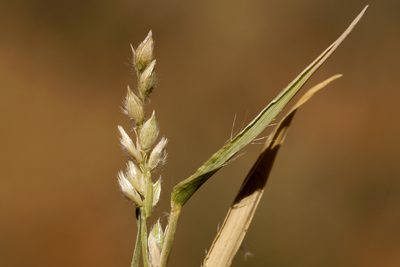 Urochloa ciliatissima, photographed by Cecelia Alexander