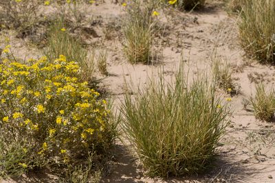 Setaria reverchonii, photographed by Cecelia Alexander