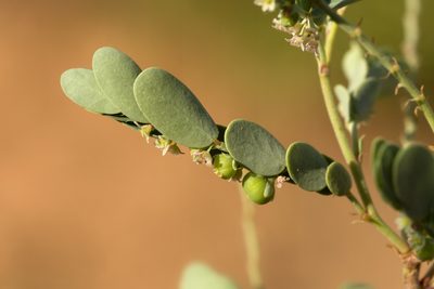Phyllanthus abnormis, photographed by Cecelia Alexander