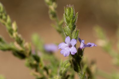 Verbena plicata, photographed by Cecelia Alexander